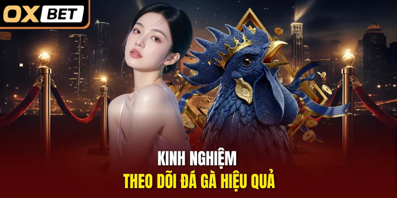 Kinh nghiệm theo dõi đá gà hiệu quả