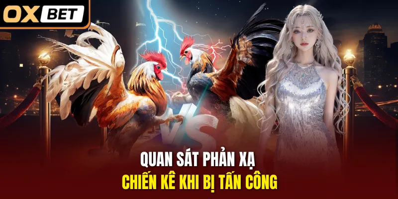 Quan sát phản xạ chiến kê khi bị tấn công