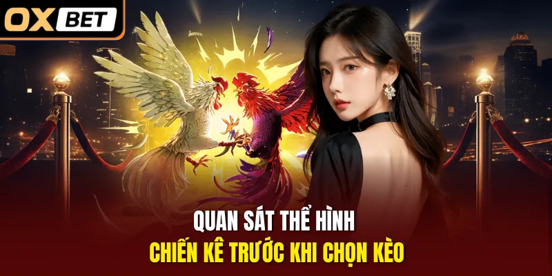 Quan sát thể hình chiến kê trước khi chọn kèo